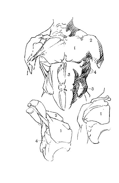 400x616 Download Here By George B. Bridgman