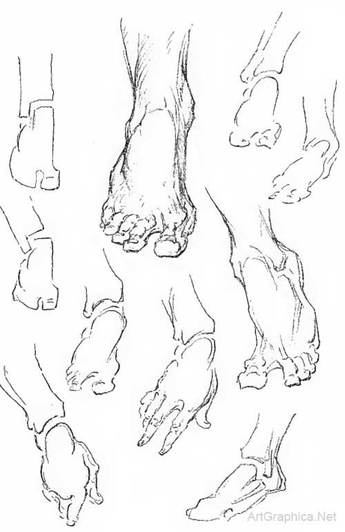 500x770 Drawing Feet And Toes, Foot Anatomy For Artists Figure Drawing
