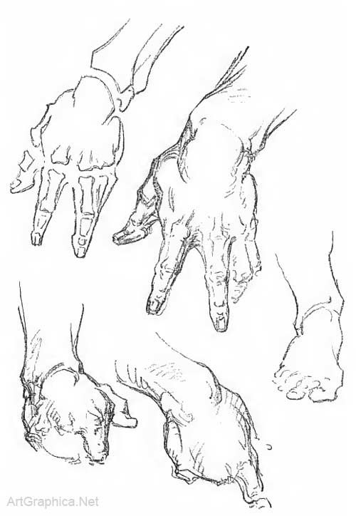 500x724 George Bridgman, Anatomy And Art Human Anatmoy