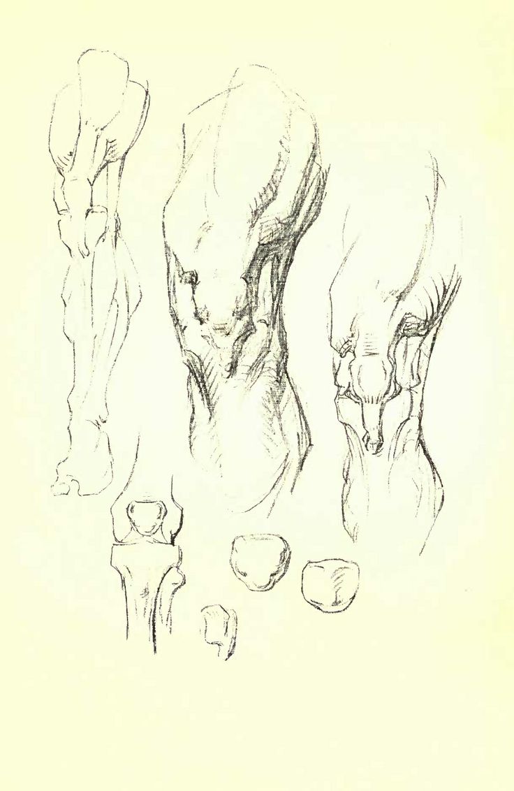 736x1132 Best 14 George Bridgeman Images On Drawing Reference