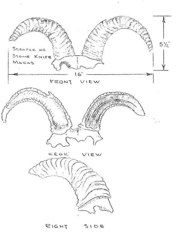 567x754 Example Of Pen And Ink Sketch Of Possible Bighorn Sheep Headdress