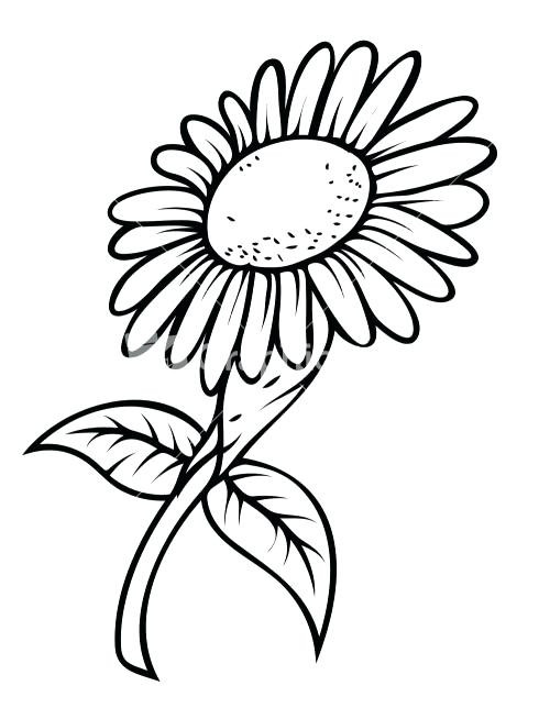 500x654 Sunflower Drawing Black And White At Getdrawings Com Free