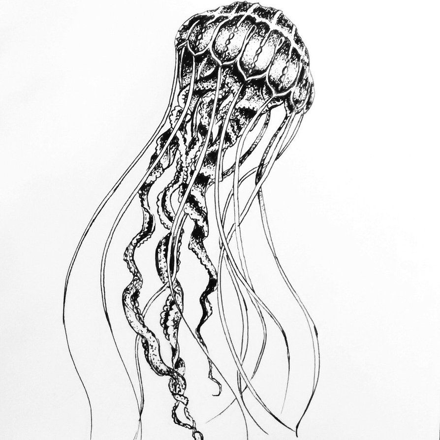 894x894 Brilliant Jellyfish Sketch By Annacolt Beautiful