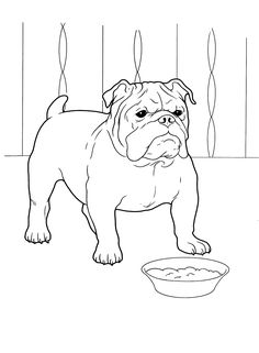 236x321 How To Draw An English Bulldog English Bulldog Obsession