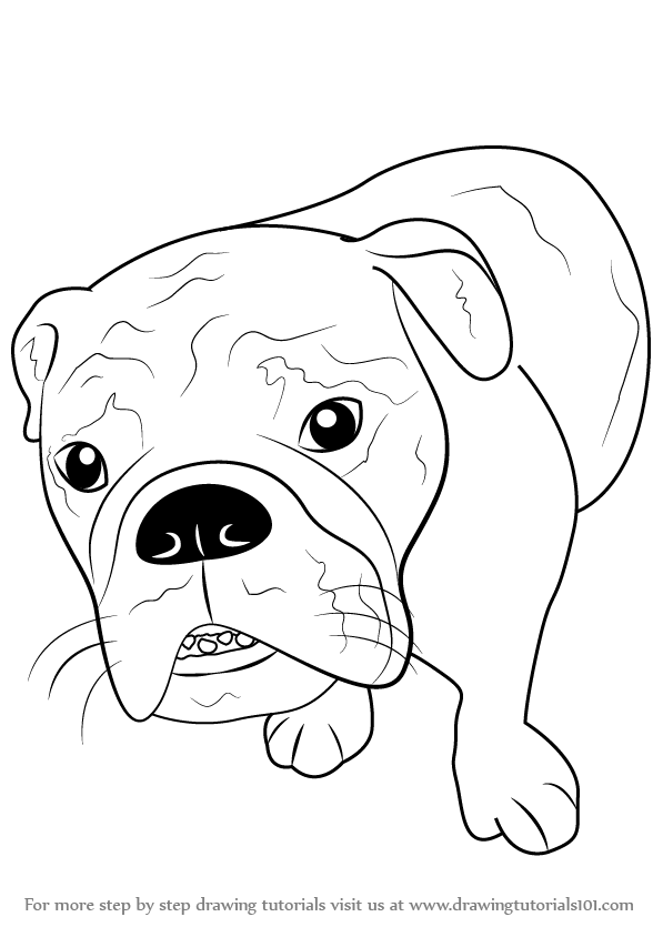 597x844 Learn How To Draw A Bull Dog (Farm Animals) Step By Step Drawing