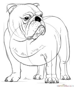 236x279 How To Draw A Bulldog, English Bulldog Step 4 Animals