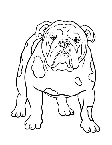 392x507 Drawn Bulldog Vicious Dog