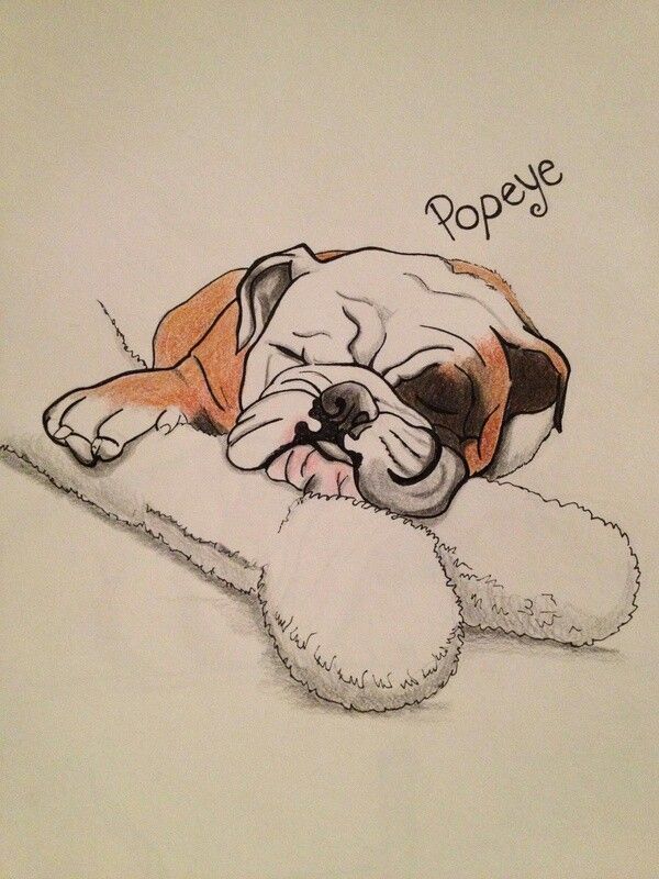 600x800 1559 Best I Lt3 Bulldogs Images On English Bulldogs