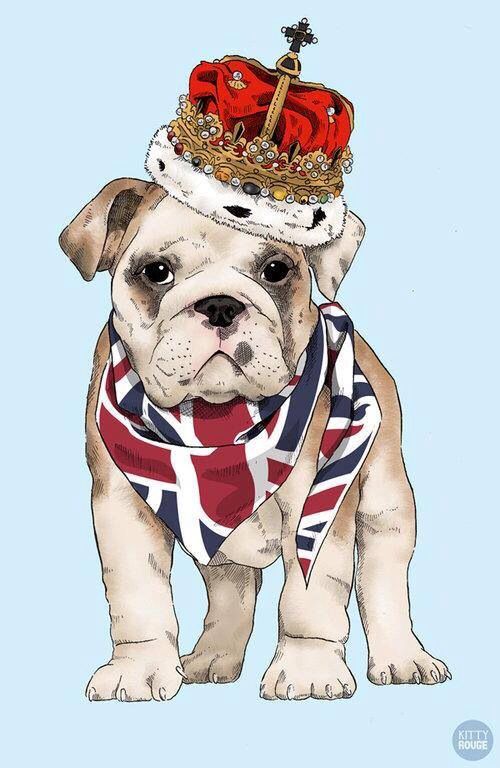 500x768 British Bulldog English Bulldogs British, English