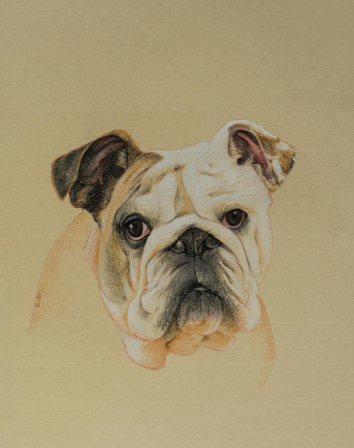 712x900 British Bulldog Drawing By Wendy Booth