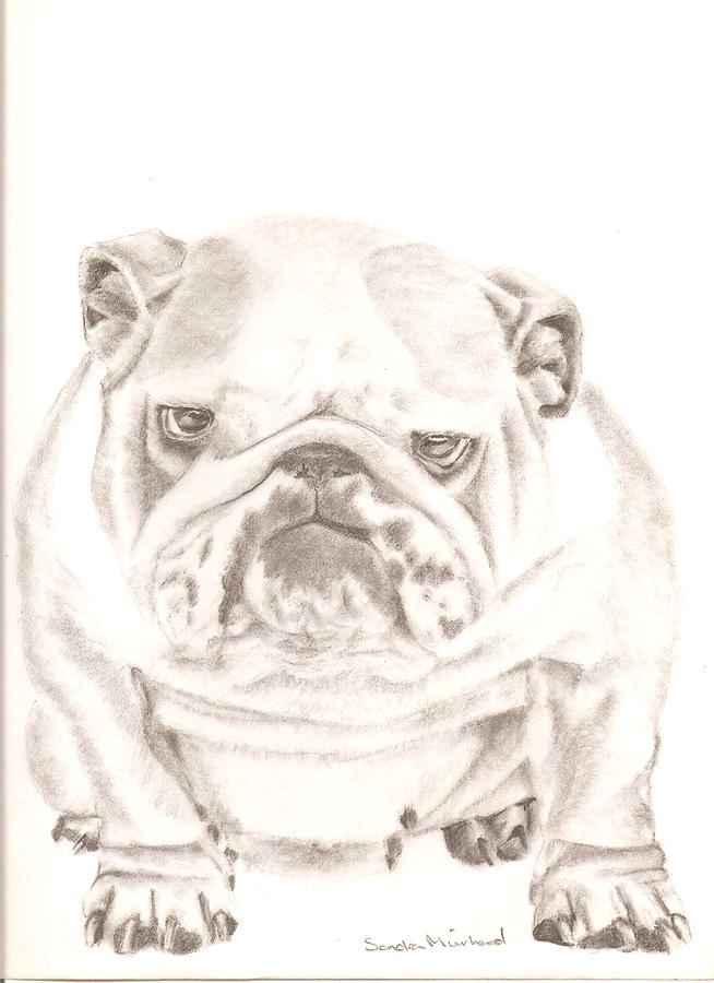 654x900 British Bulldog Winnie Drawing By Sandra Muirhead