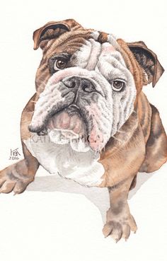 236x369 English Bulldog Sitting With Its Head Tilted To The Right