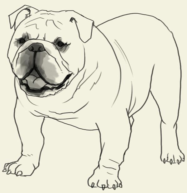 600x621 How To Draw Bulldog. Learn To Draw An English Bulldog Step By Step