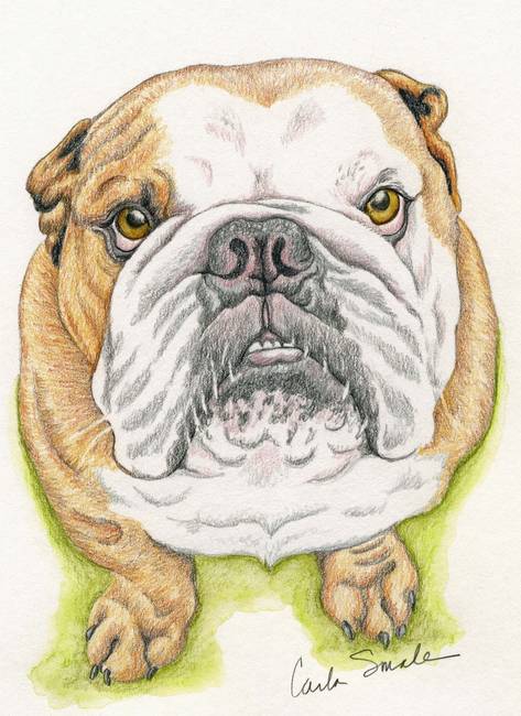 473x650 Stunning English Bulldog Colored Pencil Drawings