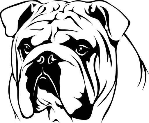 512x422 English Bulldog Line Drawing