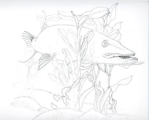 500x404 Northern Pike Drawings Similar Galleries Northern Pike Drawing