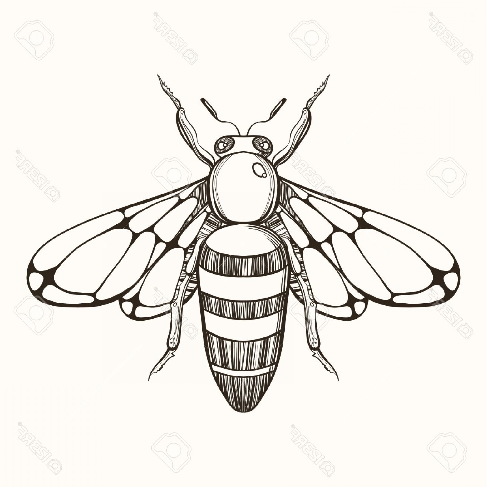 1560x1560 Photostock Vector Hand Drawn Engraving Sketch Of Bee Vector