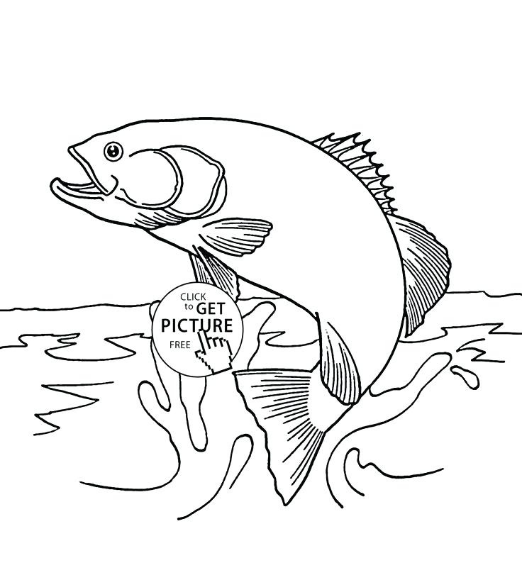 736x811 50 Fresh Brook Trout Coloring Page Coloring Pages
