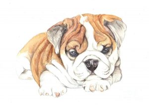 300x214 Cute Bulldog Drawingkindofpets Kindofpets