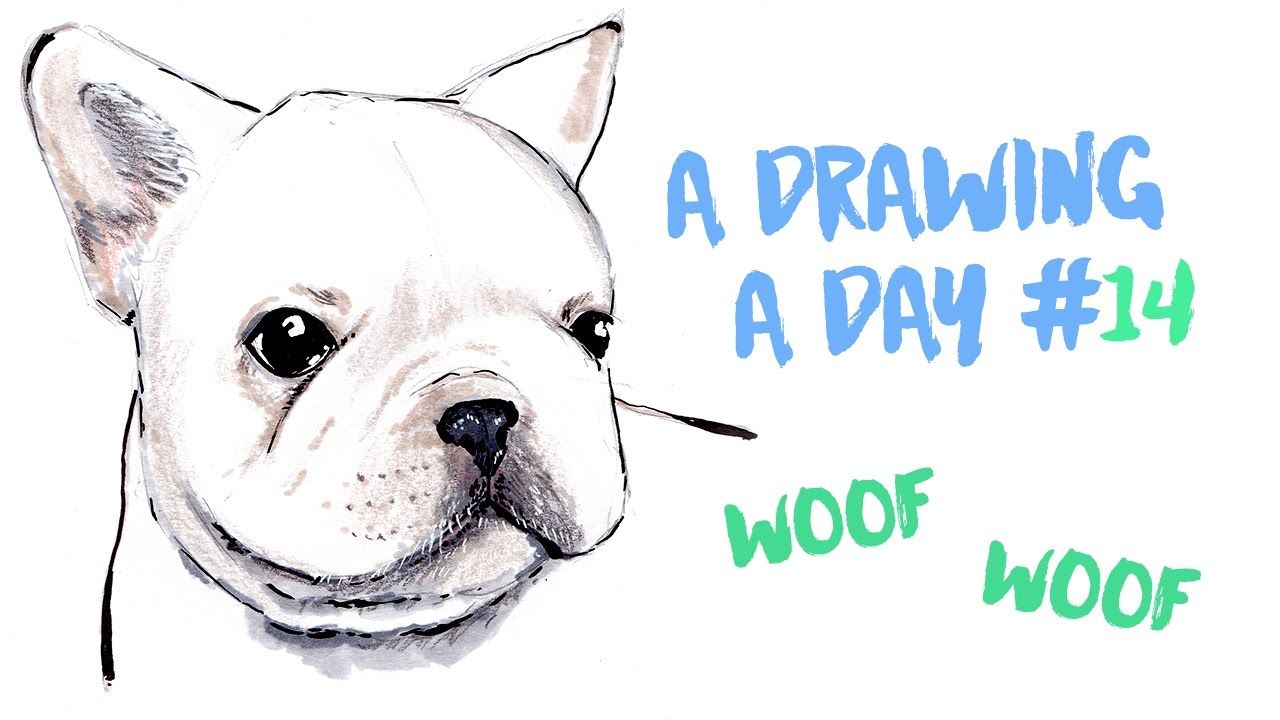 1280x720 French Bulldog Puppy (Drawing Timelapse)
