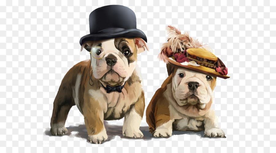 900x500 French Bulldog Puppy Drawing