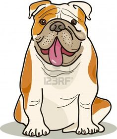 236x280 Wrinkly English Bulldog Sitting With Its Mouth Open English