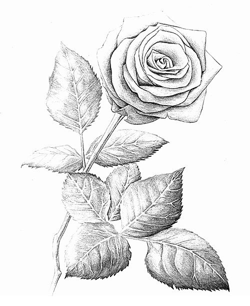 500x611 Rose Drawings In Pencil Rose 2003 Pencil Wood Compilation 2003
