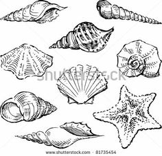 236x227 Graphic Shell