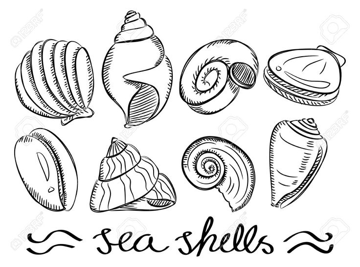 736x546 7 Best Shell Drawing Images On Shells, Conch Shells