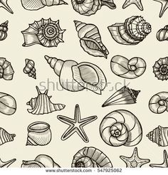 236x246 How To Draw Conch Shell Vector Download Sea Shell Collection