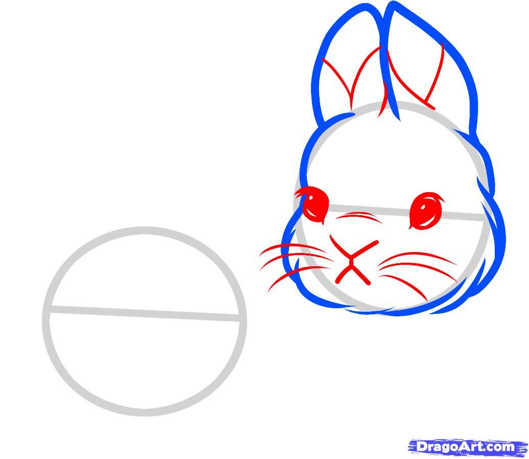 1036x898 How To Draw Baby Rabbits, Baby Rabbits Step 3 Drawing