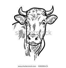 220x229 Image Result For Line Drawing Of Butcher Cow Drawing