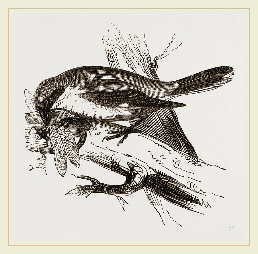 900x885 Butcher Bird Drawing By Litz Collection