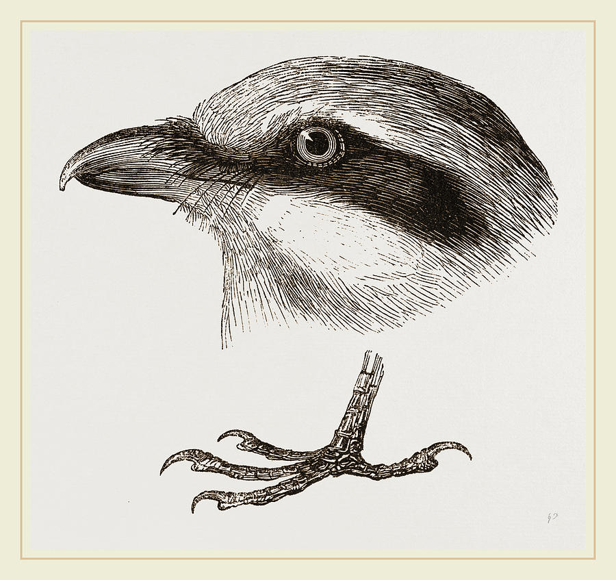 900x847 Head And Foot Of Butcher Bird Drawing By Litz Collection