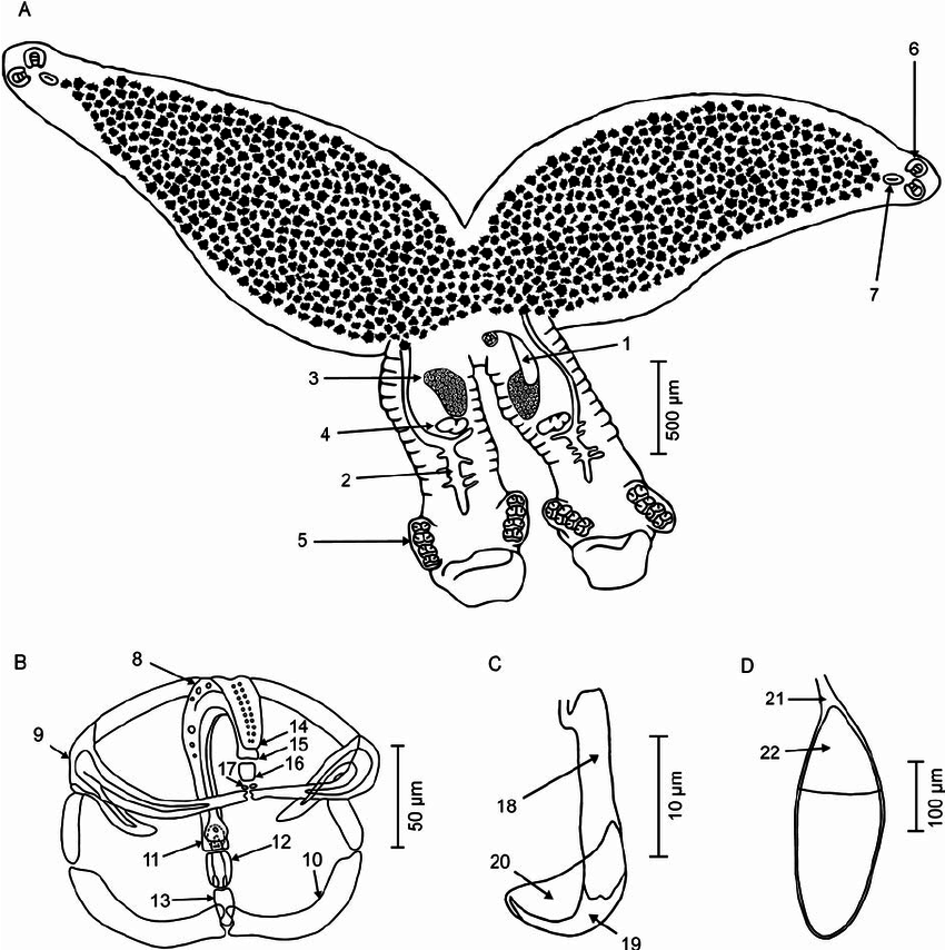 850x854 Paradiplozoon Vaalense N. Sp. (A) Adult Pair (B) Clamp (C) Hook