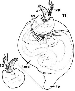 293x356 Neonella Cabana