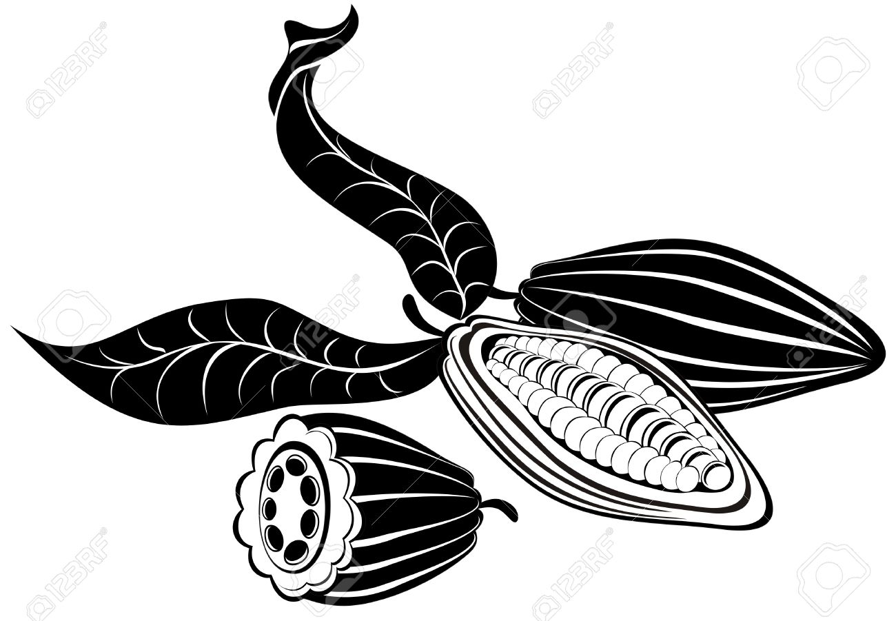 1300x901 Cacao Clipart