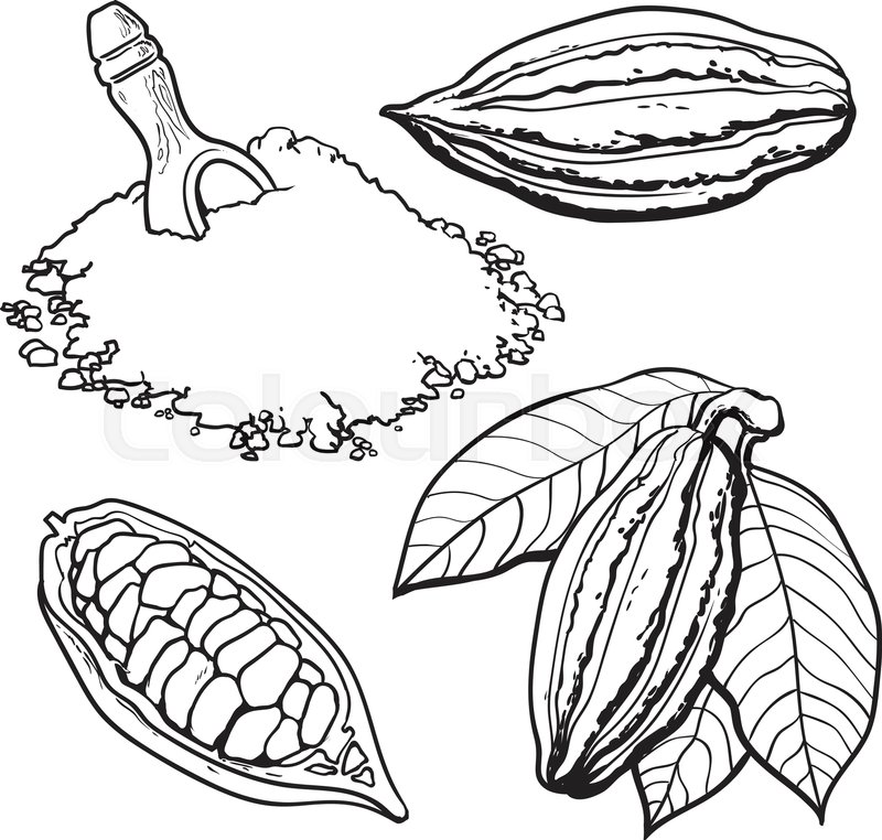 800x762 Cacao Fruit, Beans And Powder, Set Of Style Vector Illustrations