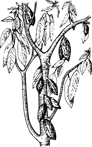 372x596 Cocoa Plant Clip Art Chocolade