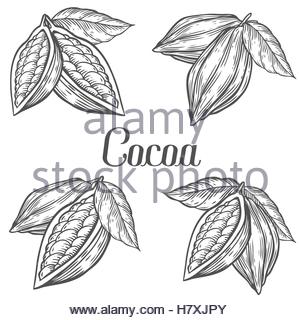 300x320 Cocoa Vector Superfood Drawing Set. Isolated Hand Drawn