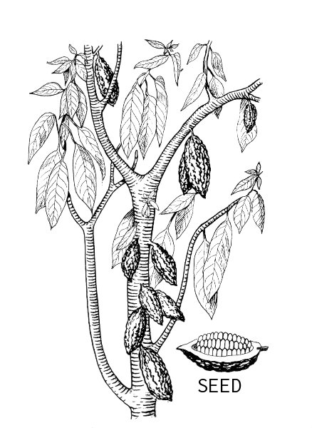 438x600 Filecacao Plant 001.jpg