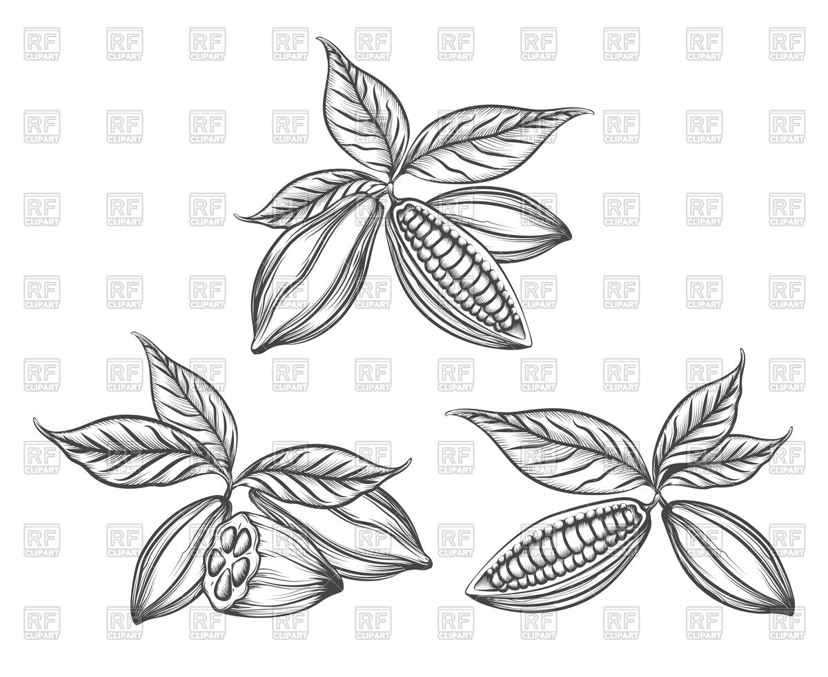 1200x982 Hand Drawn Cacao Beans Vector Image Vector Artwork Of Signs