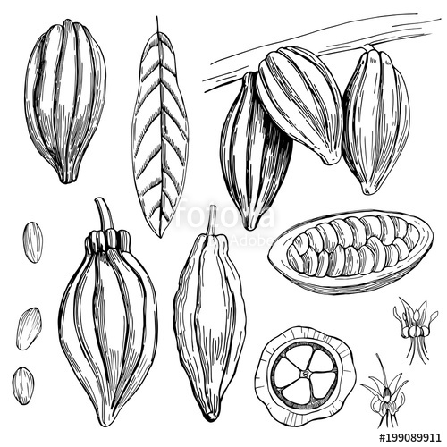 500x500 Hand Drawn Cocoa Bean. Vector Sketch Illustration Stock Image