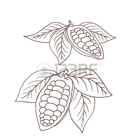 450x450 Cacao Drawing