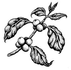 236x231 Cacao Tree Drawing