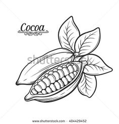 236x246 Cocao Bean Drawings Clip Art Food 2 Beans, Cacao