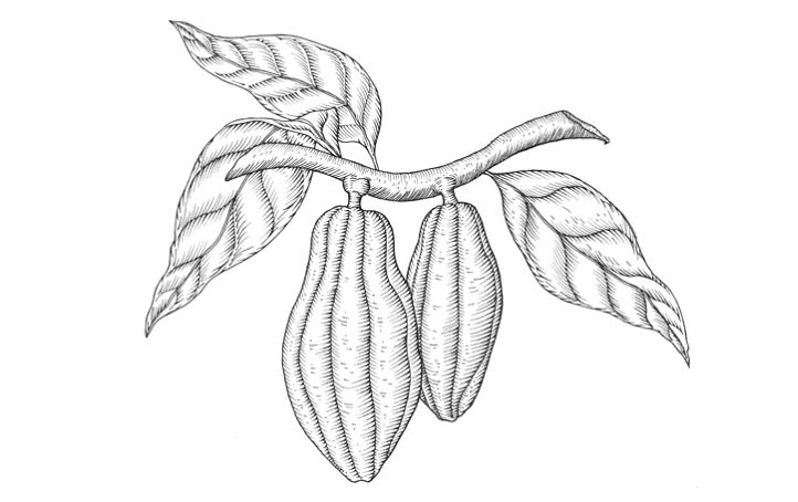 722x454 Cocoa Beans Drawing