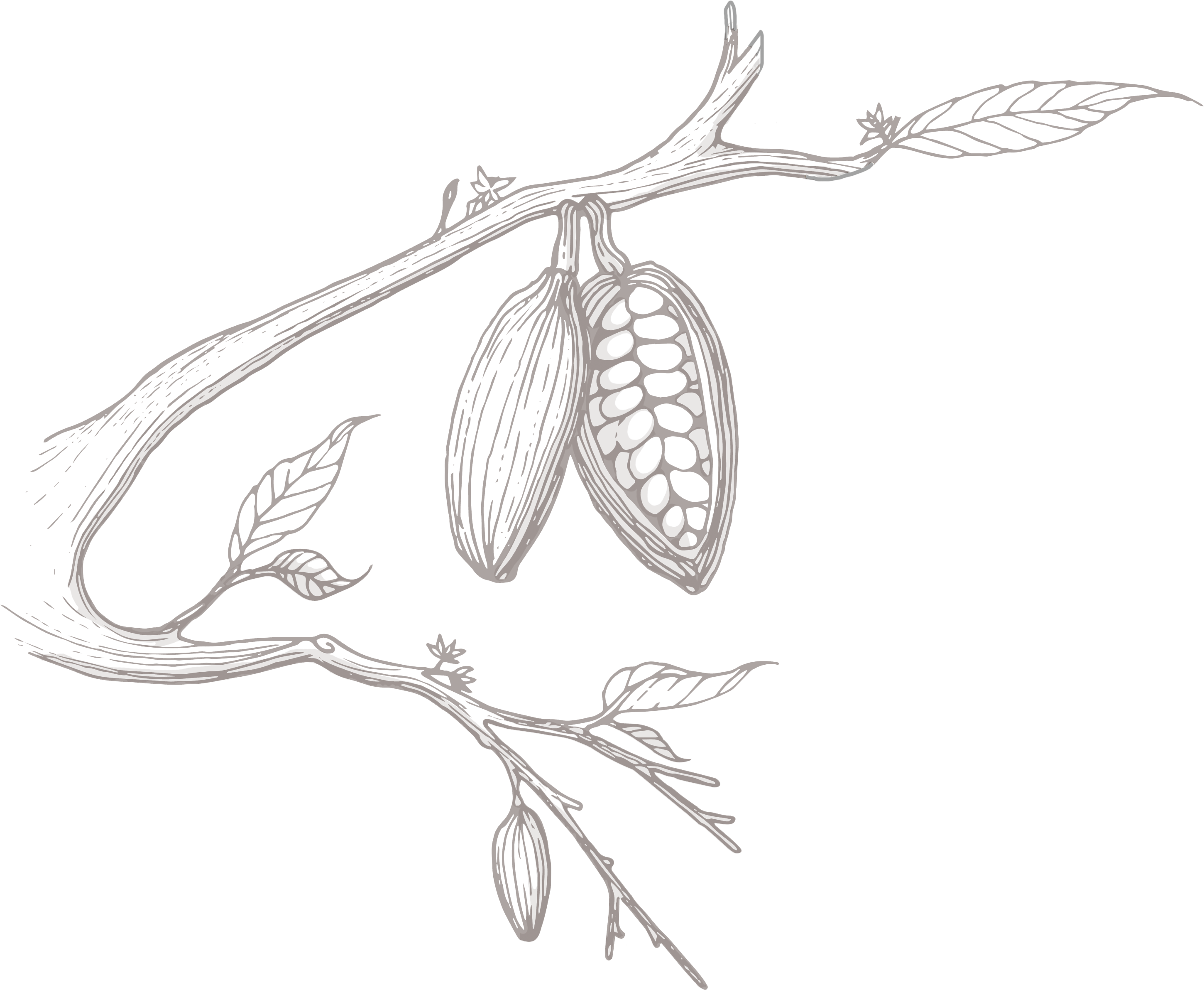 2900x2383 Bean To Bar Amp Origins Condor Chocolates