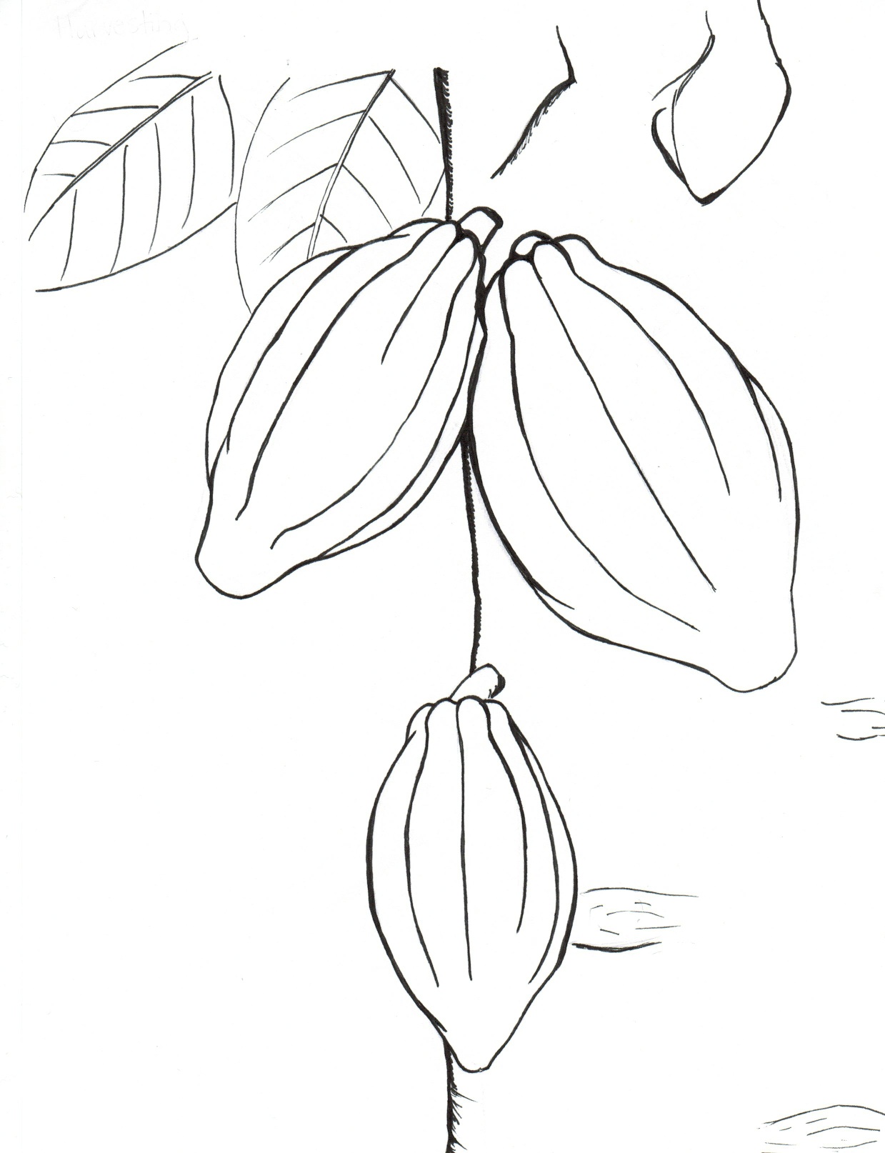 1239x1614 Belize Foundation For Research And Environmental Education Cacao