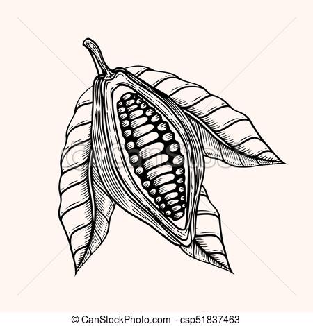 450x470 Cocoa Beans Illustration. Engraved Style Illustration. Chocolate